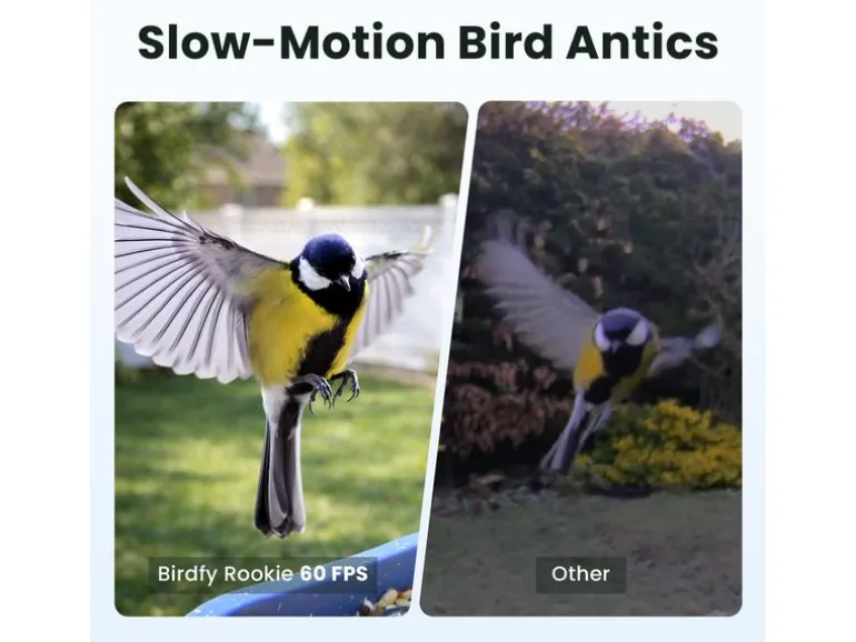 Birdfy Vogelhaus mit Kamera 60 fps 1080p