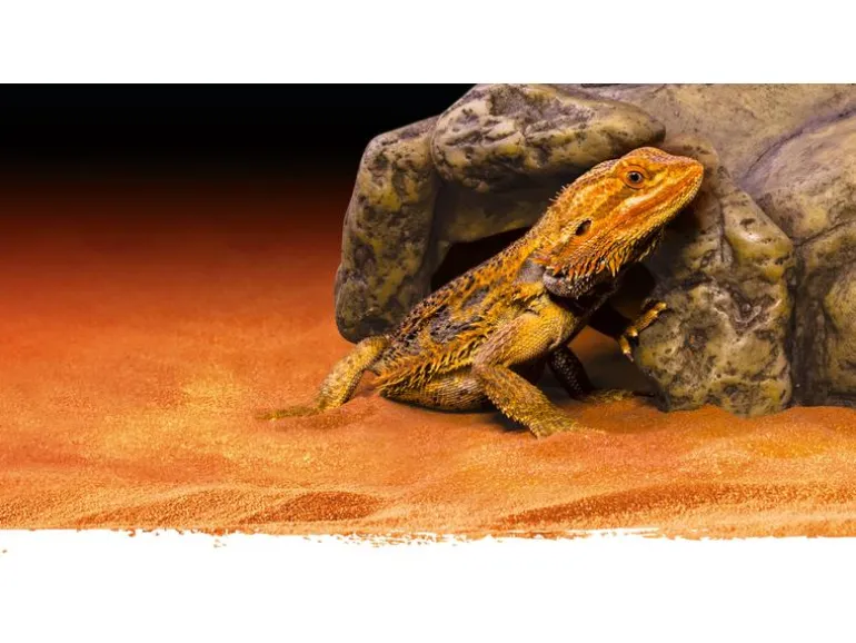 Exo Terra Höhle Reptile Cave S, 8 x 15 x 14 cm