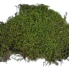 Lucky Reptile Bodensubstrat Vivarium Moss 150 g