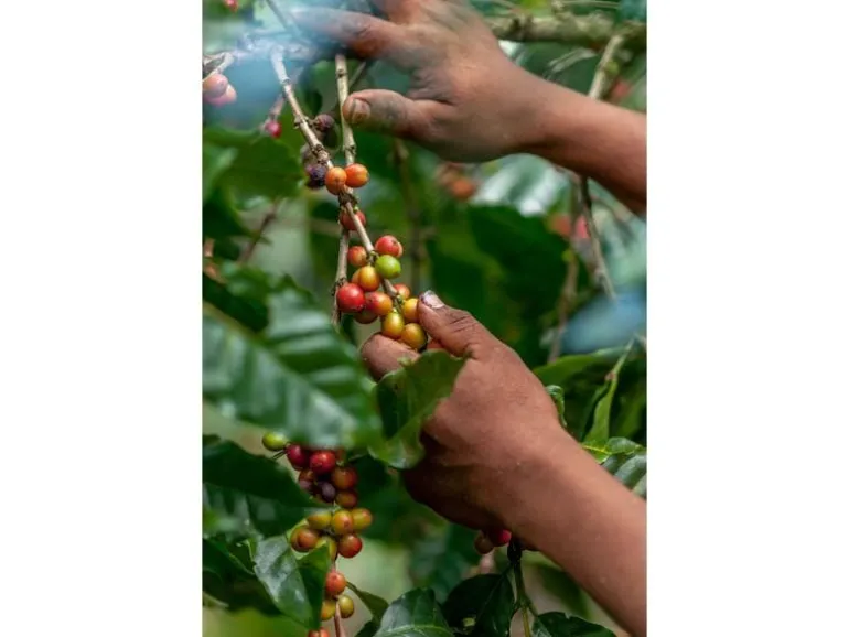 ONESTO Kaffeebohnen Bio Seefahrer Mischung 1 kg
