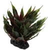 Repti Planet Sukulent Agave Green, 18 cm