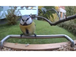 Sanilu Vogelfutterhaus mit Kamera ohne Solarpanel