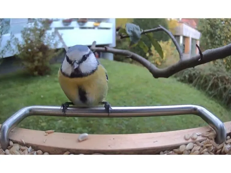 Sanilu Vogelfutterhaus mit Kamera ohne Solarpanel
